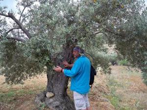 medi oliv